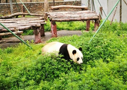 卧龙中华大熊猫苑