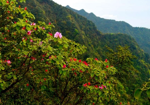 黄荆老林景区
