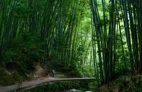 到蜀南竹海成都攻略旅游