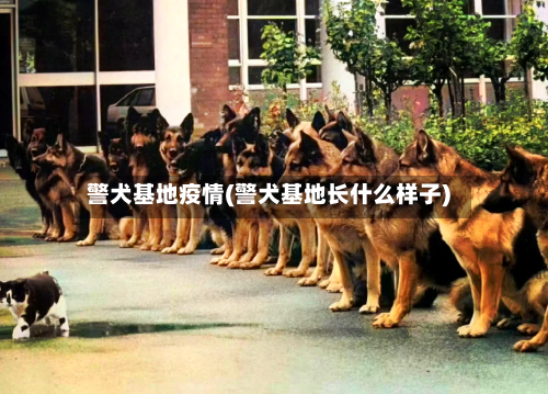 警犬基地疫情(警犬基地长什么样子)-第1张图片