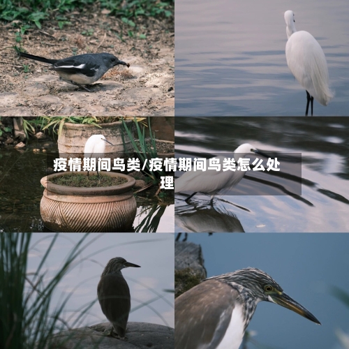 疫情期间鸟类/疫情期间鸟类怎么处理-第1张图片