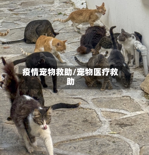 疫情宠物救助/宠物医疗救助-第1张图片
