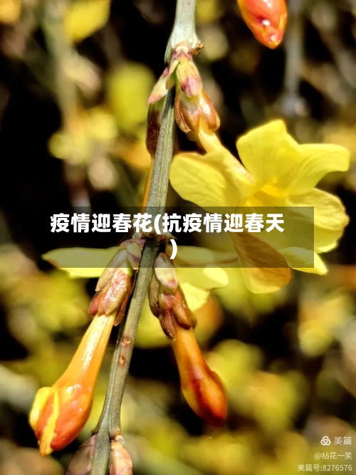 疫情迎春花(抗疫情迎春天)-第1张图片